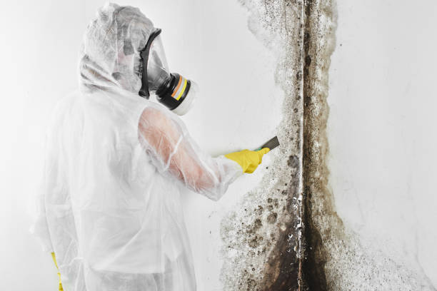 Best Toxic Mold Removal  in Coleman, TX