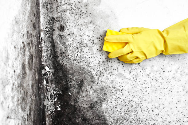 Reliable Coleman, TX Mold Removal Solutions