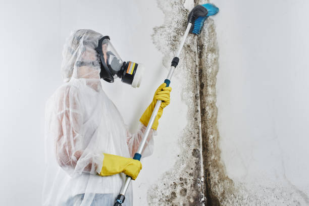 Best Affordable Mold Removal  in Coleman, TX