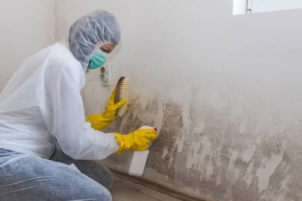 Certified Mold Removal in Coleman, TX