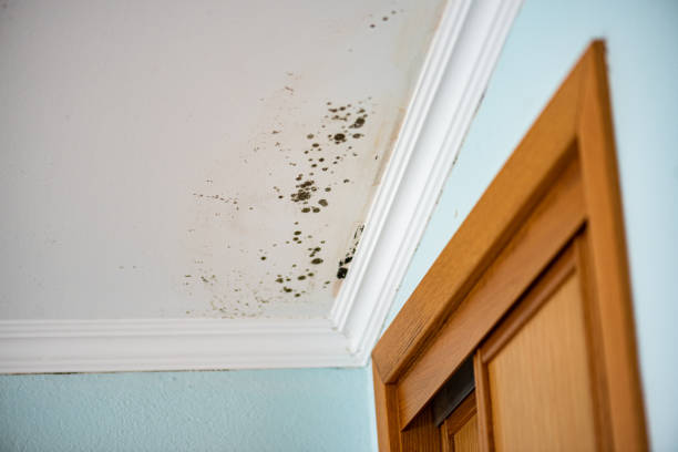 Best Office Mold Removal Services  in Coleman, TX