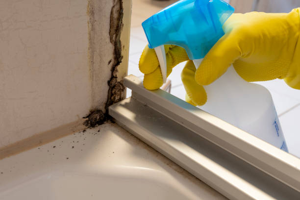 Best Commercial Mold Removal  in Coleman, TX