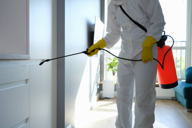 Best Certified Mold Removal  in Coleman, TX