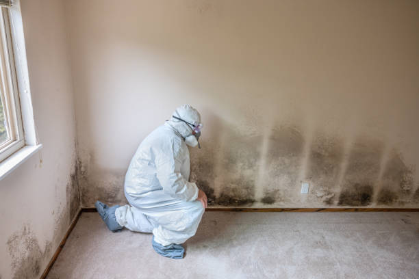 Best Black Mold Removal  in Coleman, TX