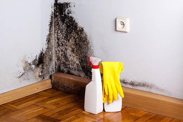 Best Mold Testing  in Coleman, TX
