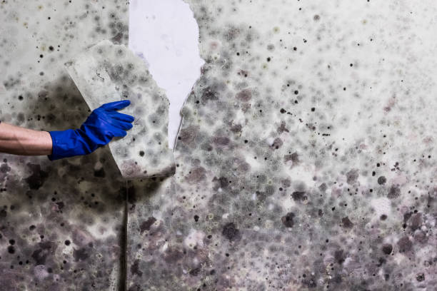 Best Mold Removal Specialists  in Coleman, TX